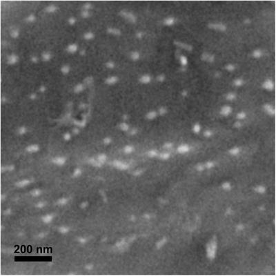 Boron Oxide Nanoparticles Exhibit Minor, Species-Specific Acute Toxicity to North-Temperate and Amazonian Freshwater Fishes